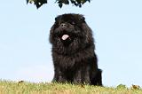 CHOW CHOW 358